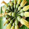 Bí nụ bao tử tươi, an toàn